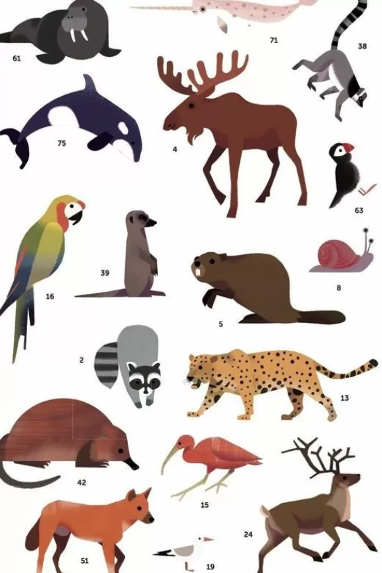 Fashion Speelgoed Discovery Poster Animals Of The World Speelgoed & Hobby