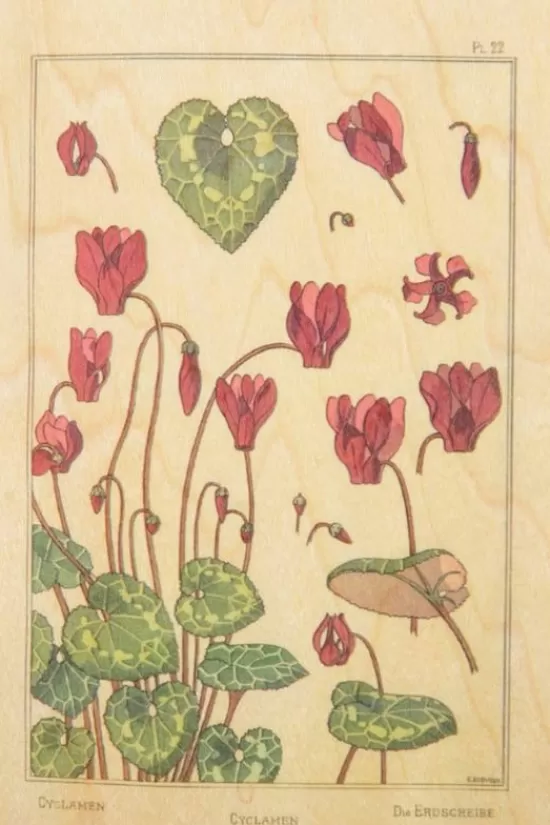 Best Wenskaart Post Card Fleurs Cyclamen Overige
